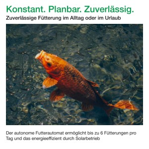 Goldener Koi im Teich, gefüttert mit Wagner GREEN Solar Futterautomat. Teichfutterautomat.