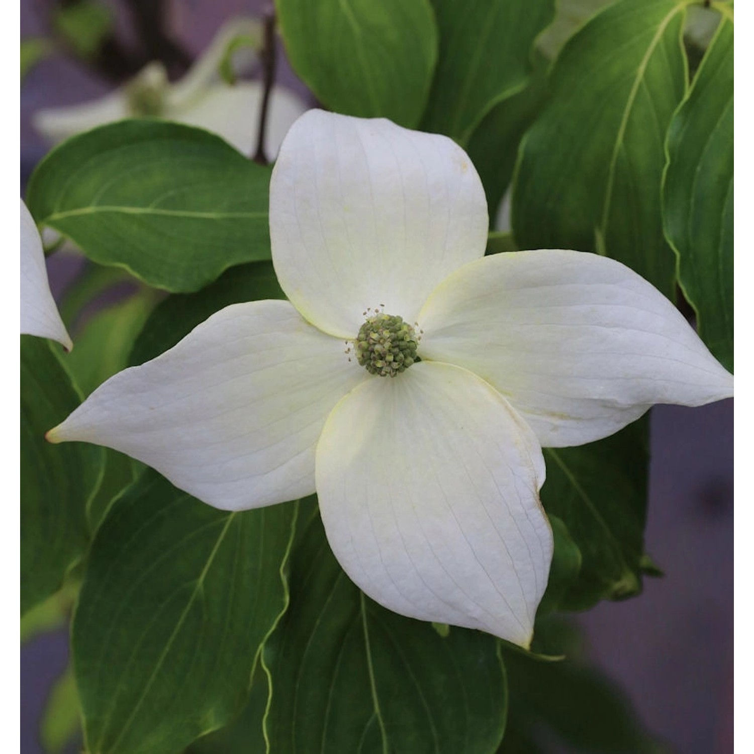 Chinesischer Blumenhartriegel China Girl 80-100cm - Cornus kousa günstig online kaufen