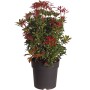 Lavendelheide 'Mountain Fire' im Topf, ca. 40-50 cm hoch, mit roten jungen Blättern.