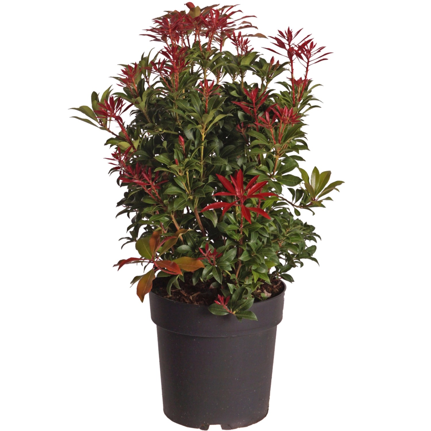 Lavendelheide Mountain Fire Höhe ca. 40-50 cm Topf ca. 6 l Pieris japonica günstig online kaufen