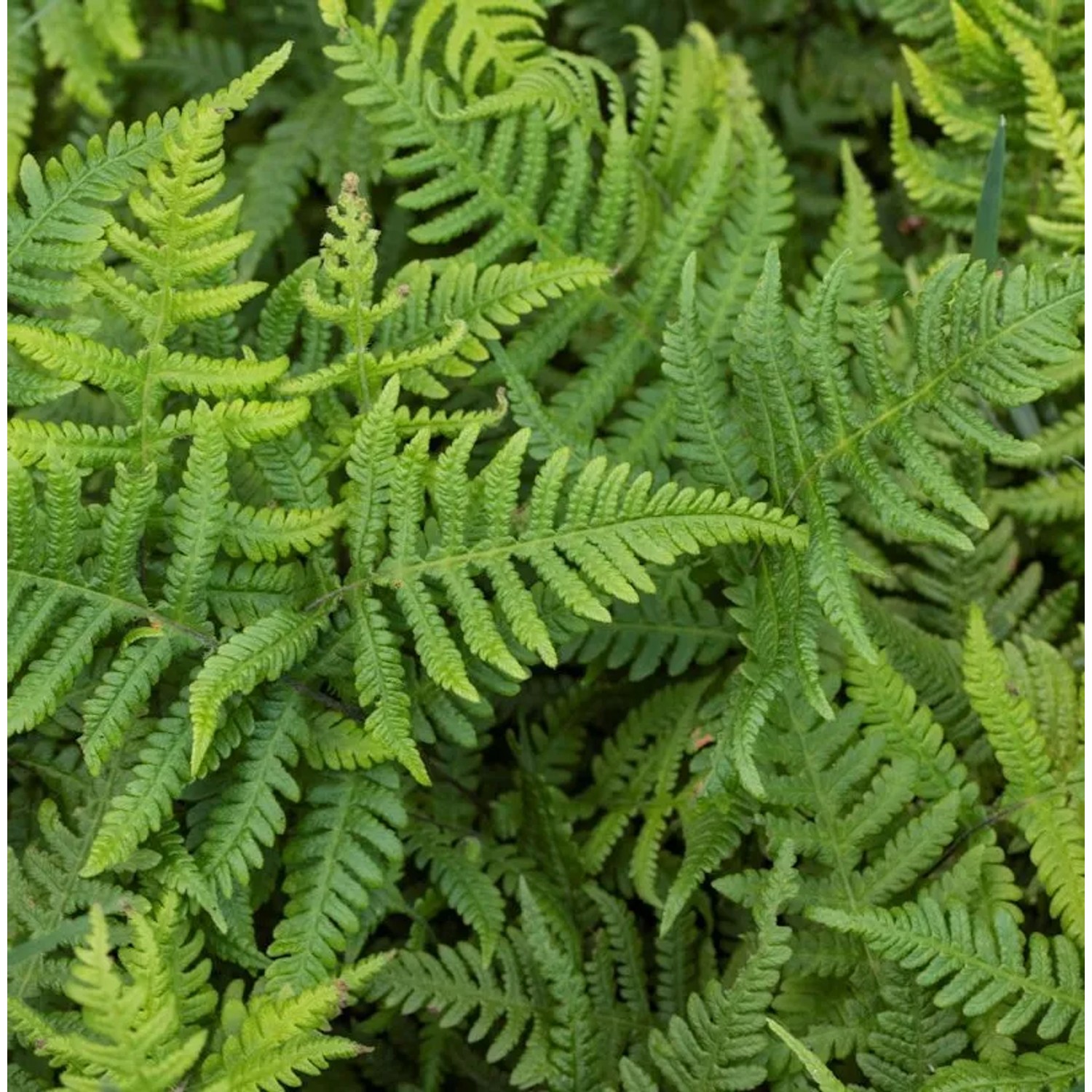 Buchenfarn - Phegopteris connectilis