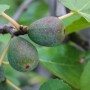 Unreife grüne Feigen am Ficus Carica Firoma Feigenbaum im Detail.