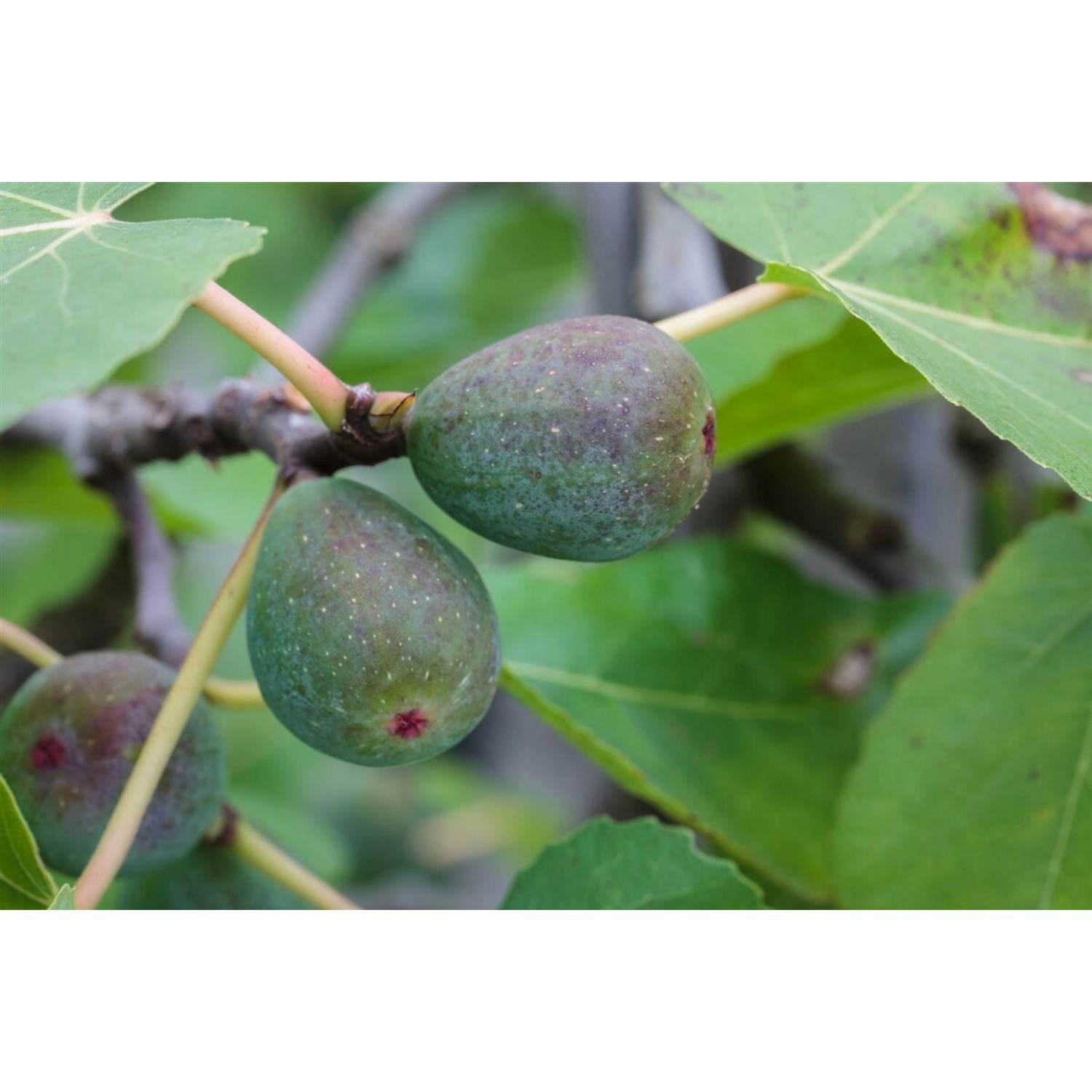 Ficus Carica Firoma Feigenbaum 60–80 Cm günstig online kaufen