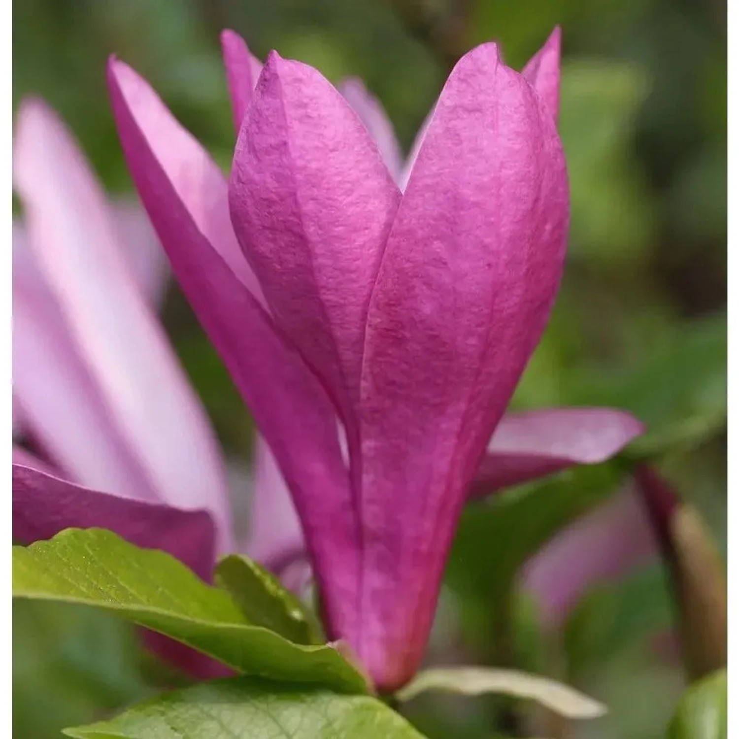 Niedrige Magnolie Susan 60-80cm - Magnolia,iliiflora
