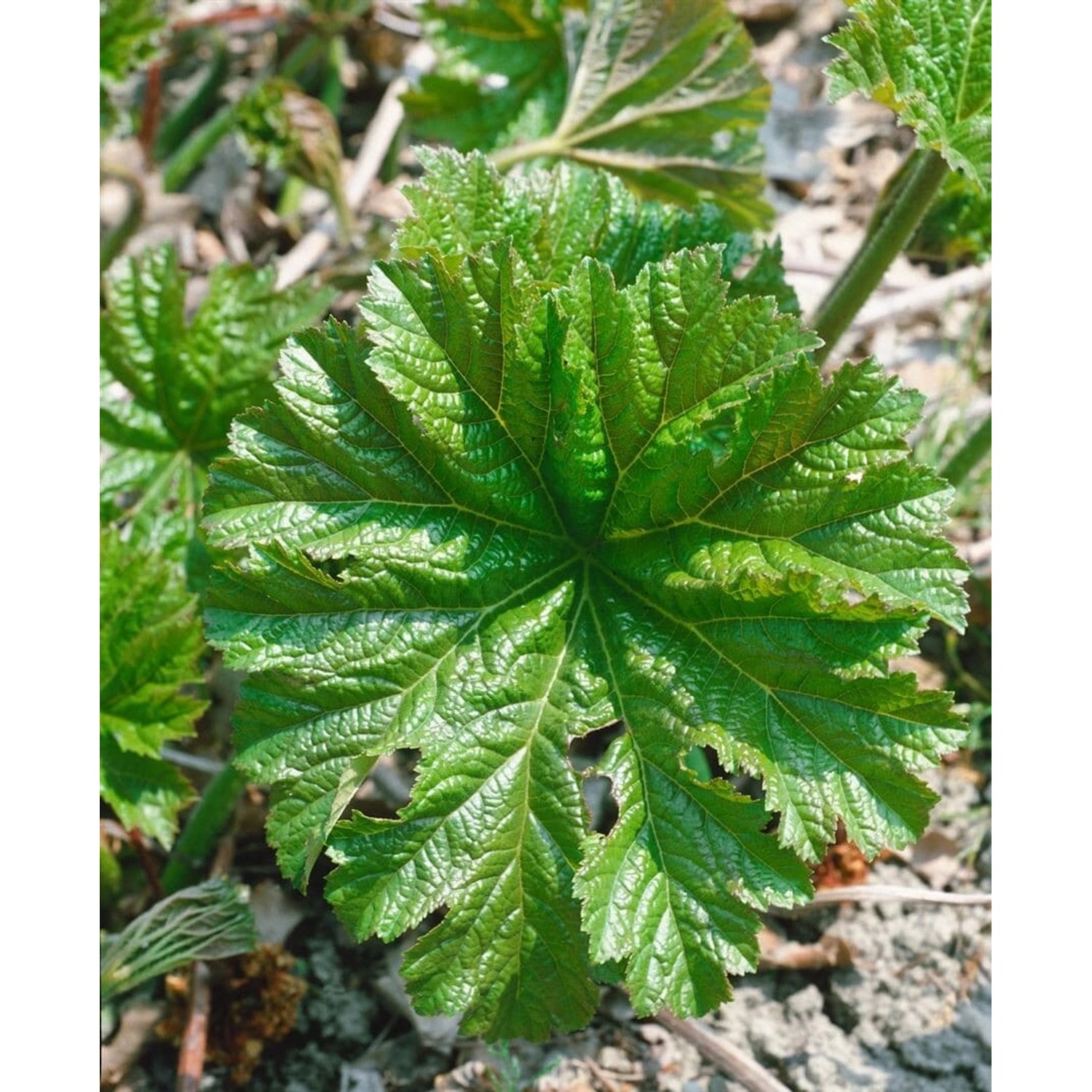 Darmera Peltata Schildblatt Ca. 11x11 cm Topf günstig online kaufen