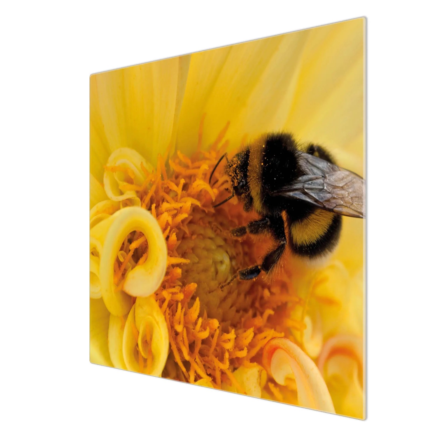 Banjado Herdabdeckplatte Glas mit Hummel-Motiv, 60x52cm, auch als Schneidebrett nutzbar.