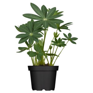 Vielblättrige Lupine im Topf, grüne Blätter, noch keine Blüten. GROW by OBI.