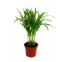 Goldfruchtpalme (Areca) im Topf: Zimmerpalme mit grünen Blättern für helle Standorte.