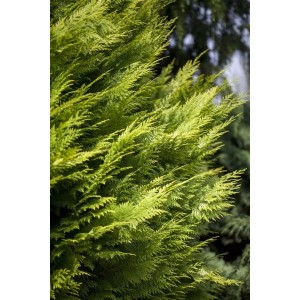 Detailaufnahme der gelben Heckenpflanze Chamaecyparis lawsoniana 'Ivonne', 15-20 cm hoch.