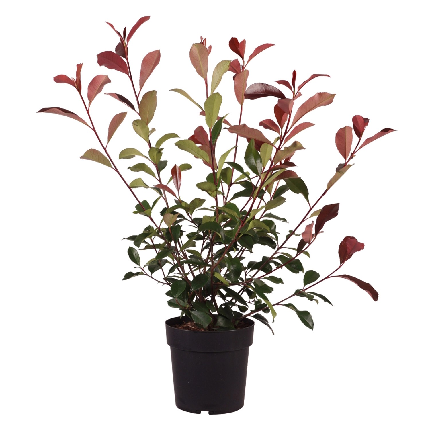 Glanzmispel Red Robin Höhe ca. 60-80 cm Topf ca. 6 l Photinia fraseri günstig online kaufen