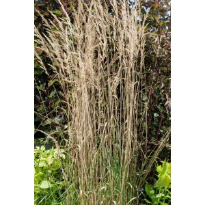 Gestreiftes Ziergras 'Overdam' (Calamagrostis), ca. 120cm hoch, im 2 Liter Topf.