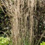 Gestreiftes Ziergras 'Overdam' (Calamagrostis), ca. 120cm hoch, im 2 Liter Topf.