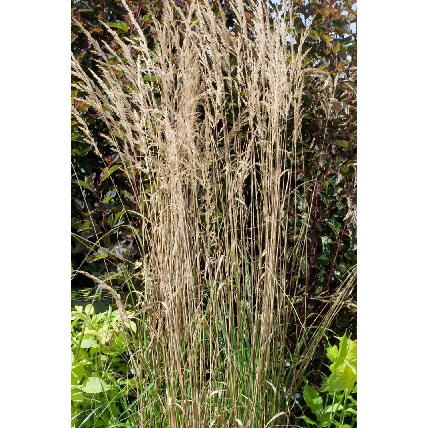 Calamagrostis X Acutiflora Overdam Ziergras Gestreift 2 Liter Container günstig online kaufen