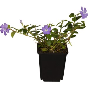 Kleinblättriges Immergrün Rubra im Topf mit lila Blüten.