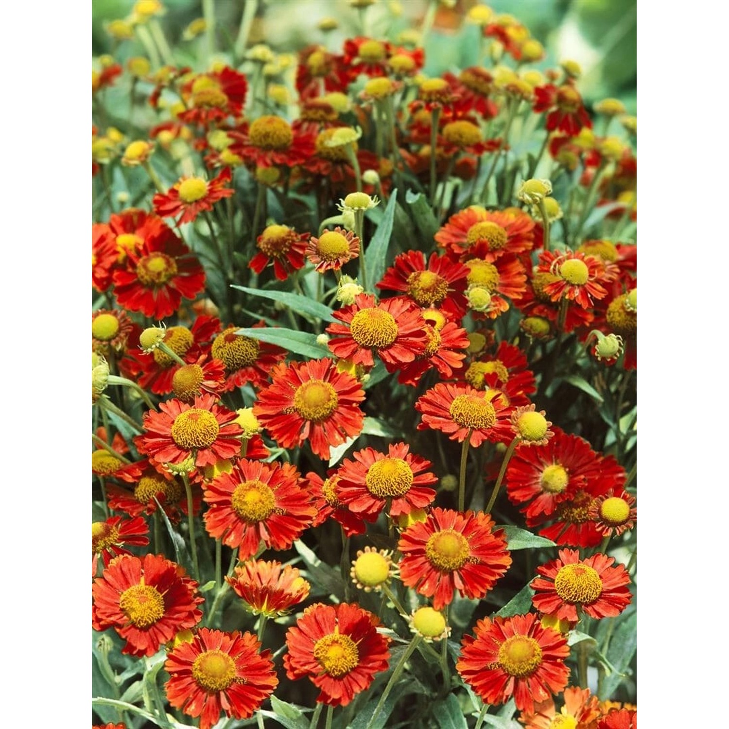 Helenium X Cult. Mahagoni Sonnenbraut Ca. 11x11 cm Topf günstig online kaufen