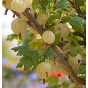 Hochstamm Stachelbeere Invicta 80-100cm - Ribes uva-crispa