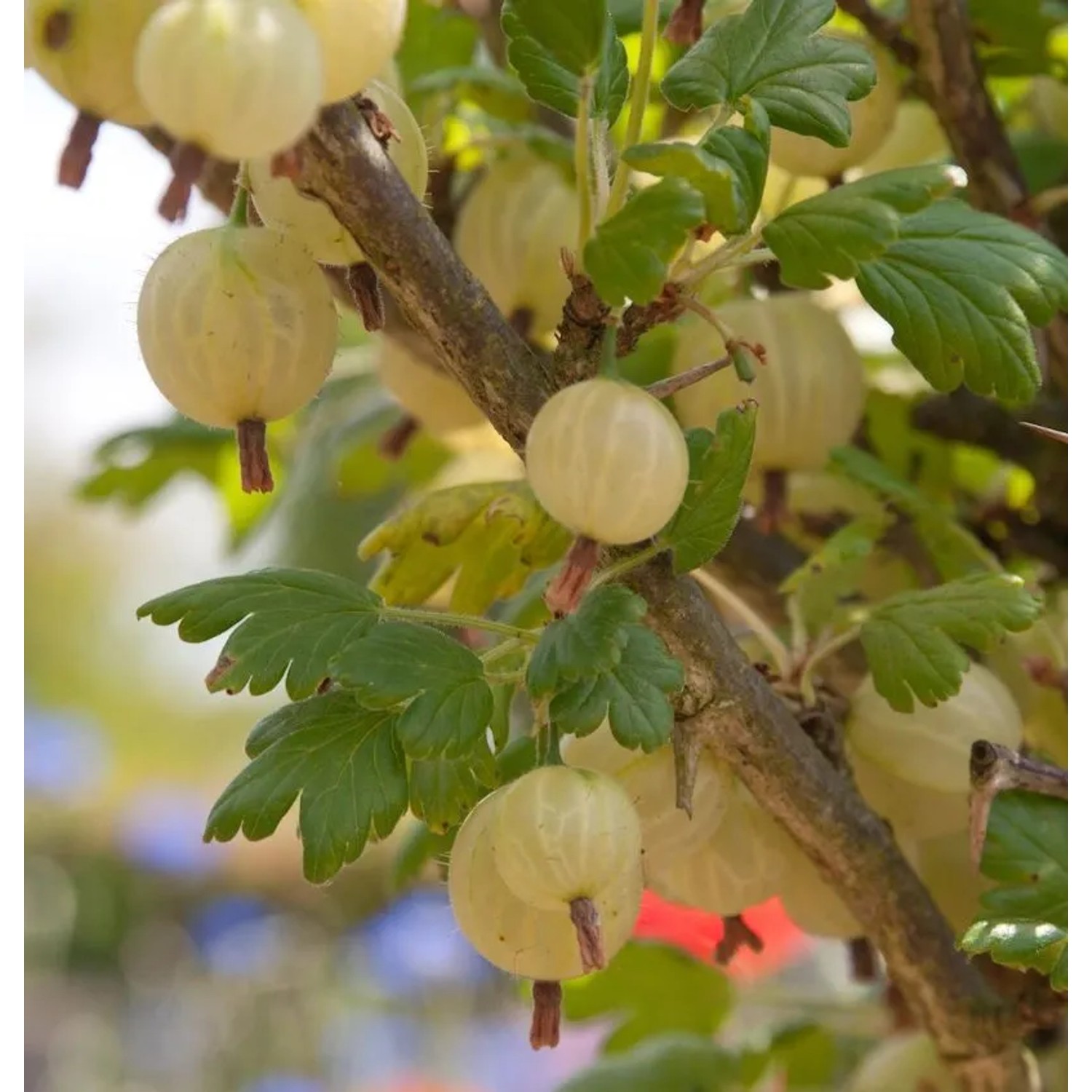 Hochstamm Stachelbeere Invicta 80-100cm - Ribes uva-crispa