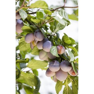 Nahaufnahme: Pflaumenbaum Prunus Domestica Ruth Gerstetter mit reifen, violetten Früchten und grünen Blättern.