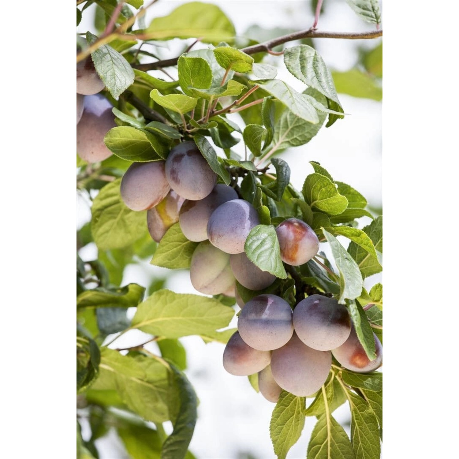 Prunus Domestica Ruth Gerstetter Pflaume 150-200 cm günstig online kaufen