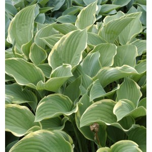 Funkie 'Regal Splendour' (Hosta nigrescens) mit großen, blaugrauen Blättern und hellem Rand.