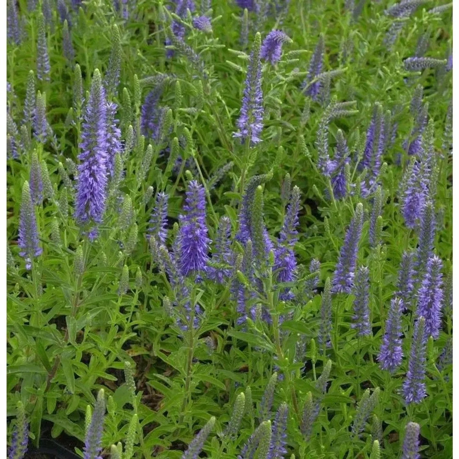 Polsterveronika Blauteppich - Veronica spicata