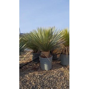 Winterharte Yucca Rostrata Palmlilie im Topf, Stammhöhe 15-20cm, blaugraue Blätter.