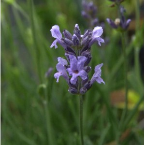Nahaufnahme einer violetten Lavendelblüte (Lavandula angustifolia Ellagance Purple).