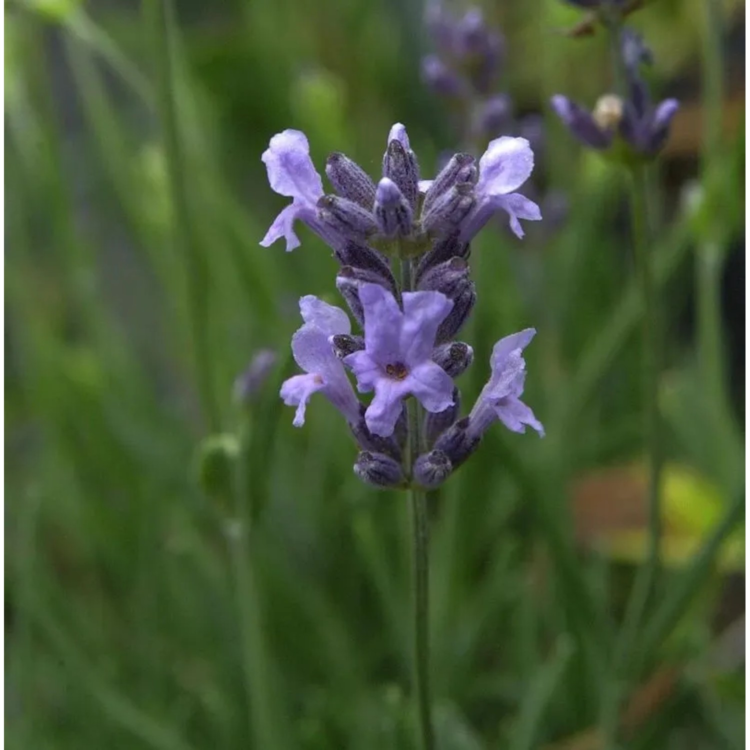 Echter Lavendel Ellagance Purple - Lavandula angustifolia