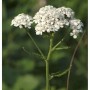 Weiße Schafgarbe (Achillea millefolium) mit dichten Blütenständen und grünem Stiel in einem Garten.