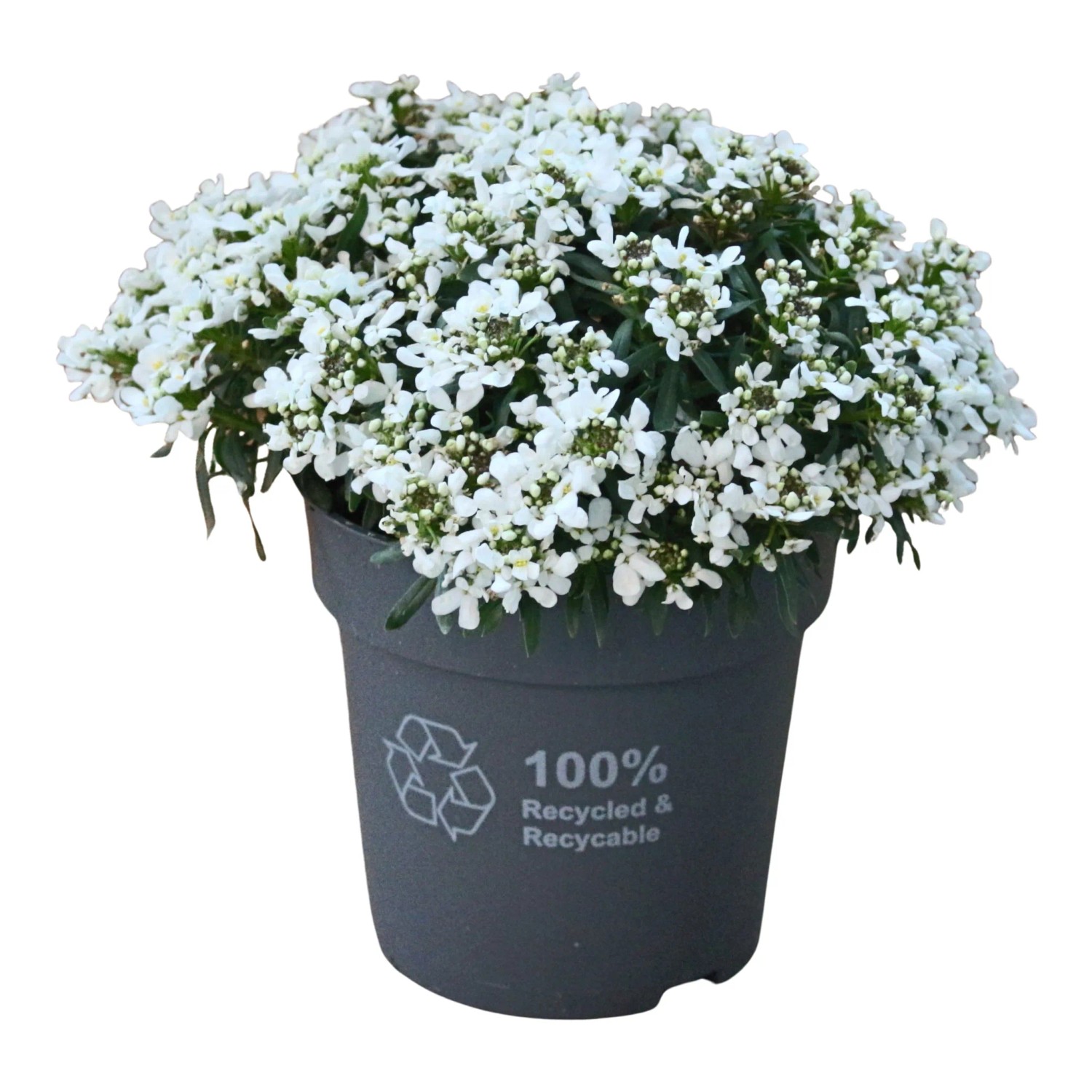 Schleifenblume Weiß Topf-Ø ca. 12 cm Iberis sempervirens