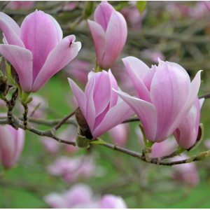 Nahaufnahme der rosa Blüten der Tulpen-Magnolie Heaven Scent.