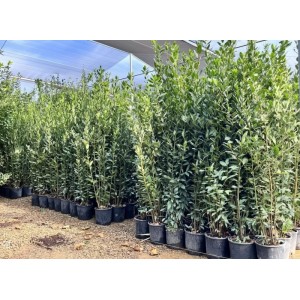 Sunny-Tree Laurus Nobilis Echter Lorbeer Strauch Immergrün 160cm Winterhart 10-Liter-Topf für Garten und Terrasse Aromatischer Gewürzlorbeer