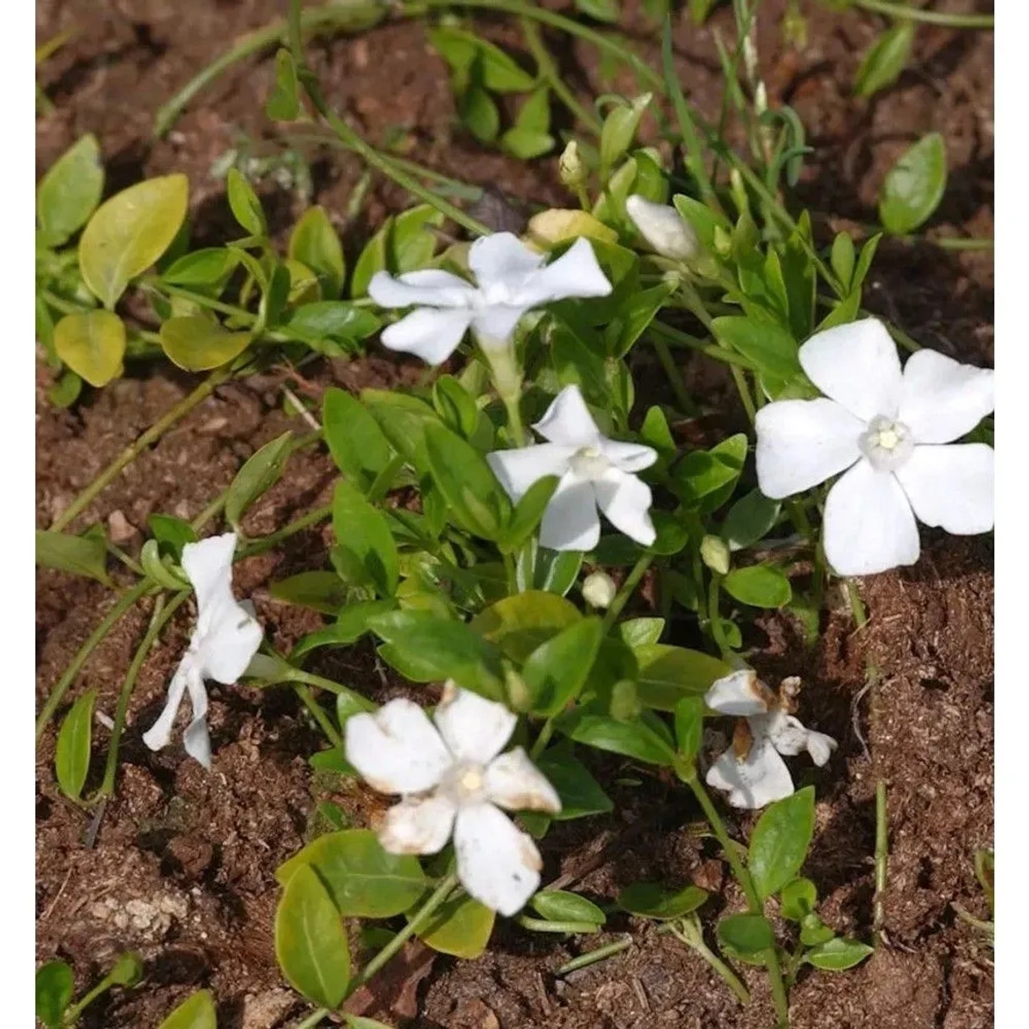 Kleinblättriges Immergrün Gertrude Jekyll - Vinca minor