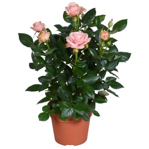 Rosa Rose im Topf, zartrosa Blüten und grüne Blätter. Dekorative Zimmerpflanze.