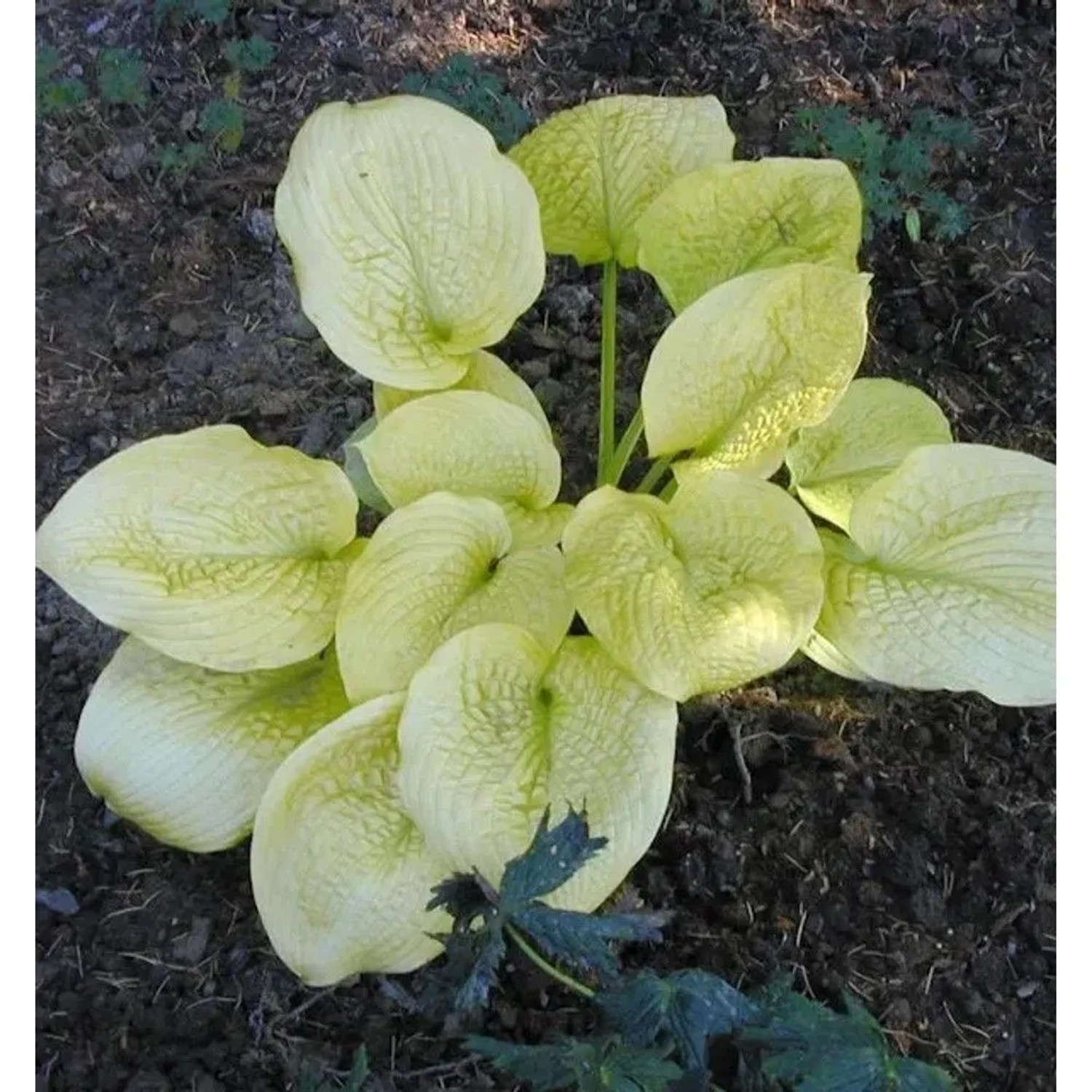 Grünblättrige Funkie 'Zounds' (Hosta sieboldiana) mit großen, hellgrünen Blättern im Garten.