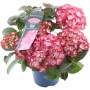 Gartenhortensie Beauty of Boskoop Rot im Topf, ca. 20-30 cm hoch, rote Blüten mit hellem Rand.