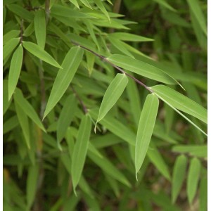 Nahaufnahme des grünen Gartenbambus 'Moontears' (Fargesia speciosa) mit länglichen Blättern.