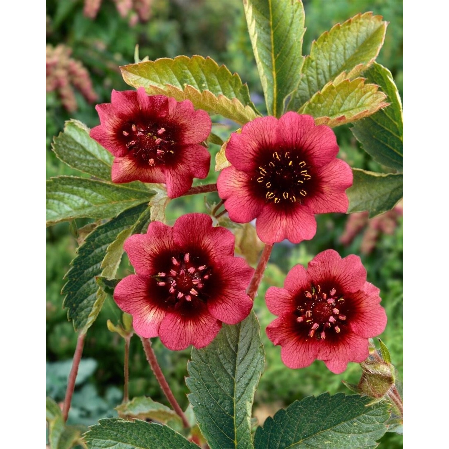 Potentilla Thurberi Fingerstrauch Ca. 9x9 cm Topf günstig online kaufen