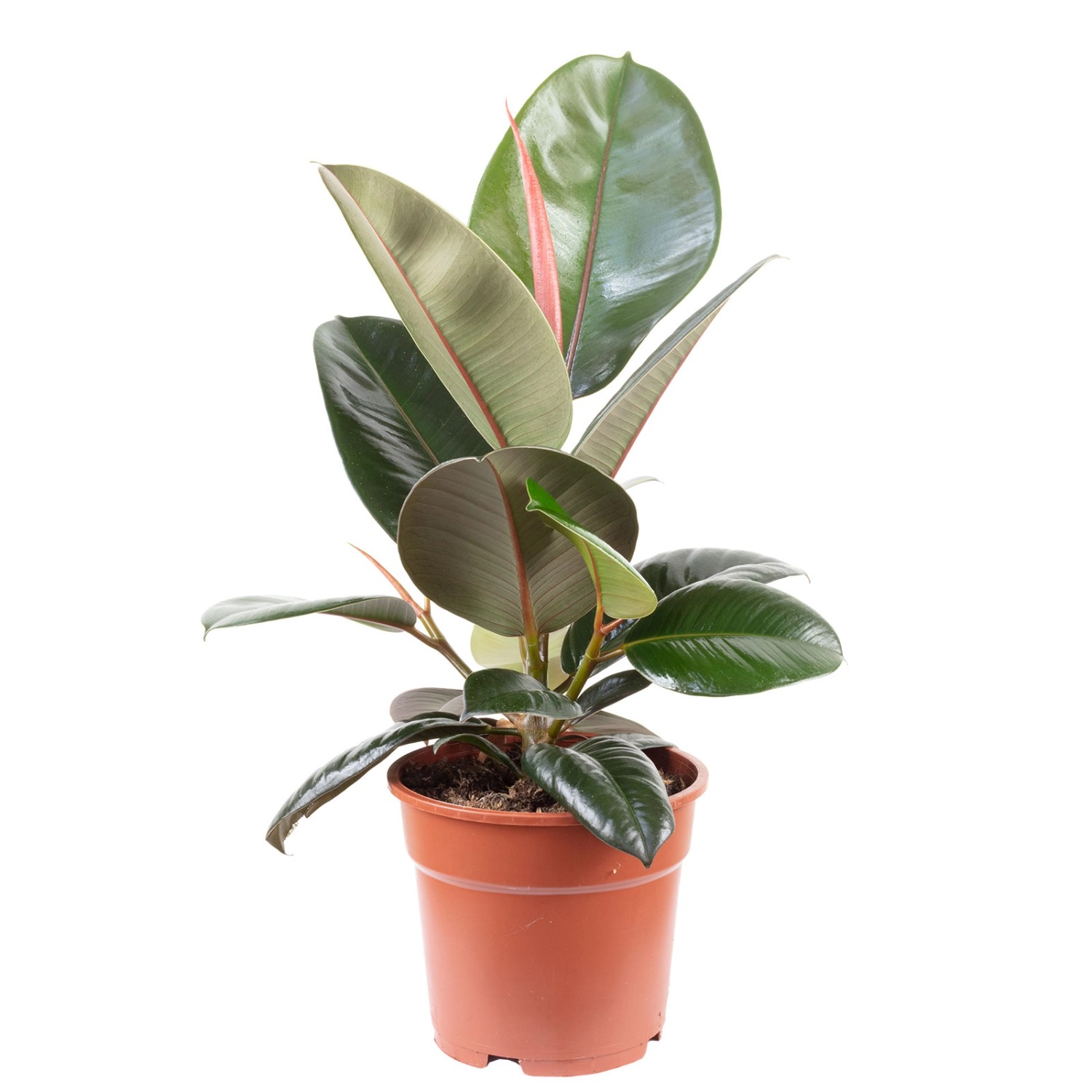 Value Greens Pflegeleichter Gummibaum  Ficus Elastica 'Robusta'  ca. 45 cm günstig online kaufen