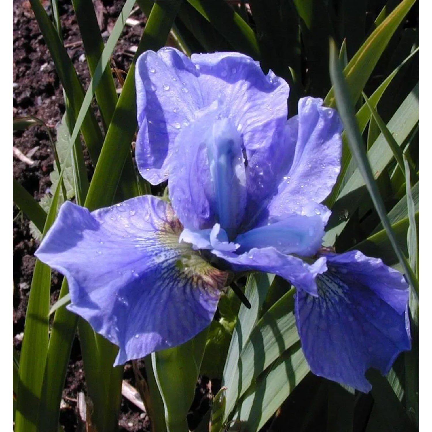 Sibirische Schwertlilie Cambridge - Iris sibirica