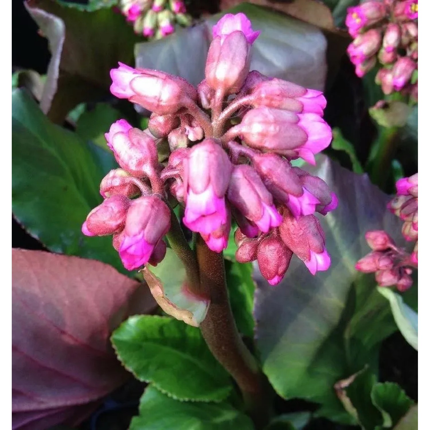 Bergenie Abendglut - Bergenia cordifolia