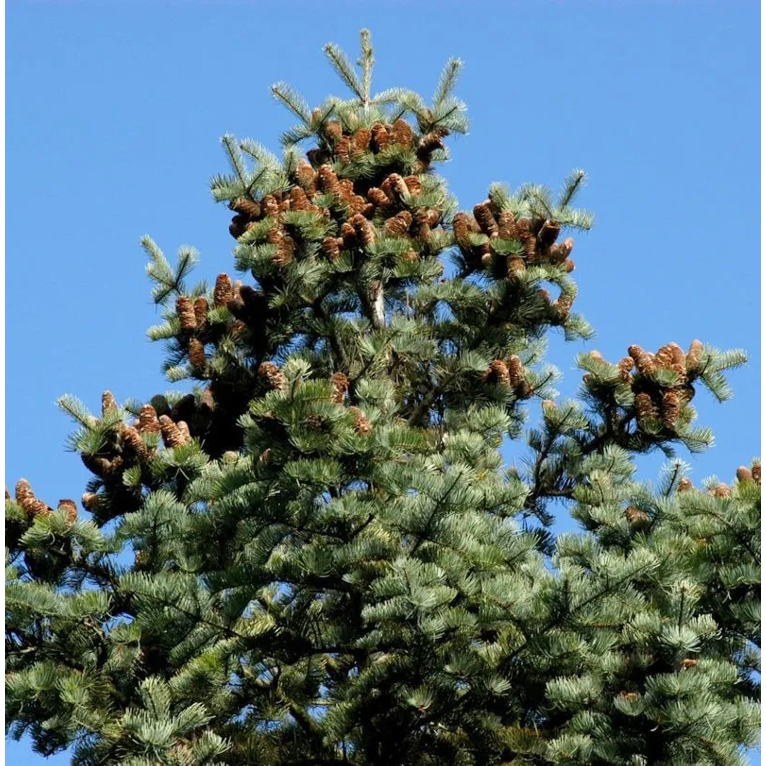 Coloradotanne 60-80cm - Abies concolor