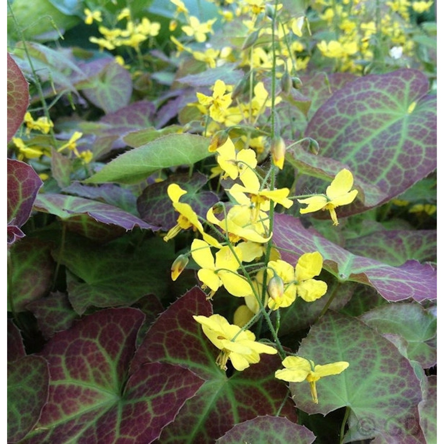 Elfenblume Frohnleiten - Epimedium perralchicum günstig online kaufen