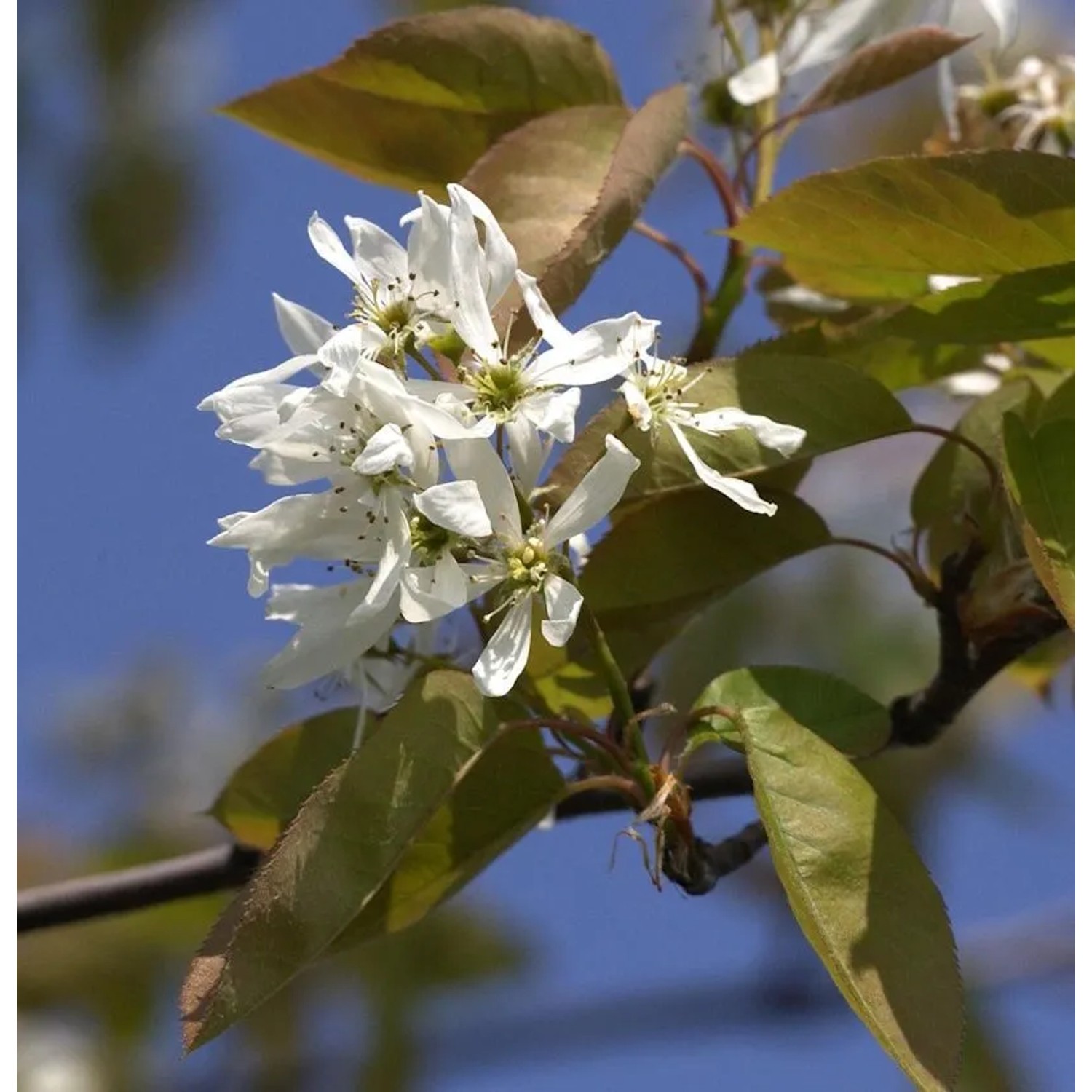 Felsenbirne Ballerina 80-100cm - Amelanchier
