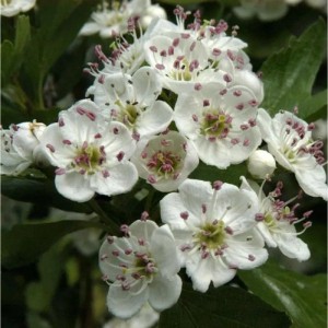 Nahaufnahme von weißen Blüten des Eingriffeligen Weißdorns (Crataegus monogyna).