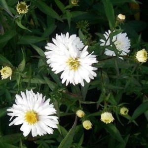 6 x Glattblatt-Aster 'White Ladies' Aster novi-belgii Topf 9cm Herbstblüher