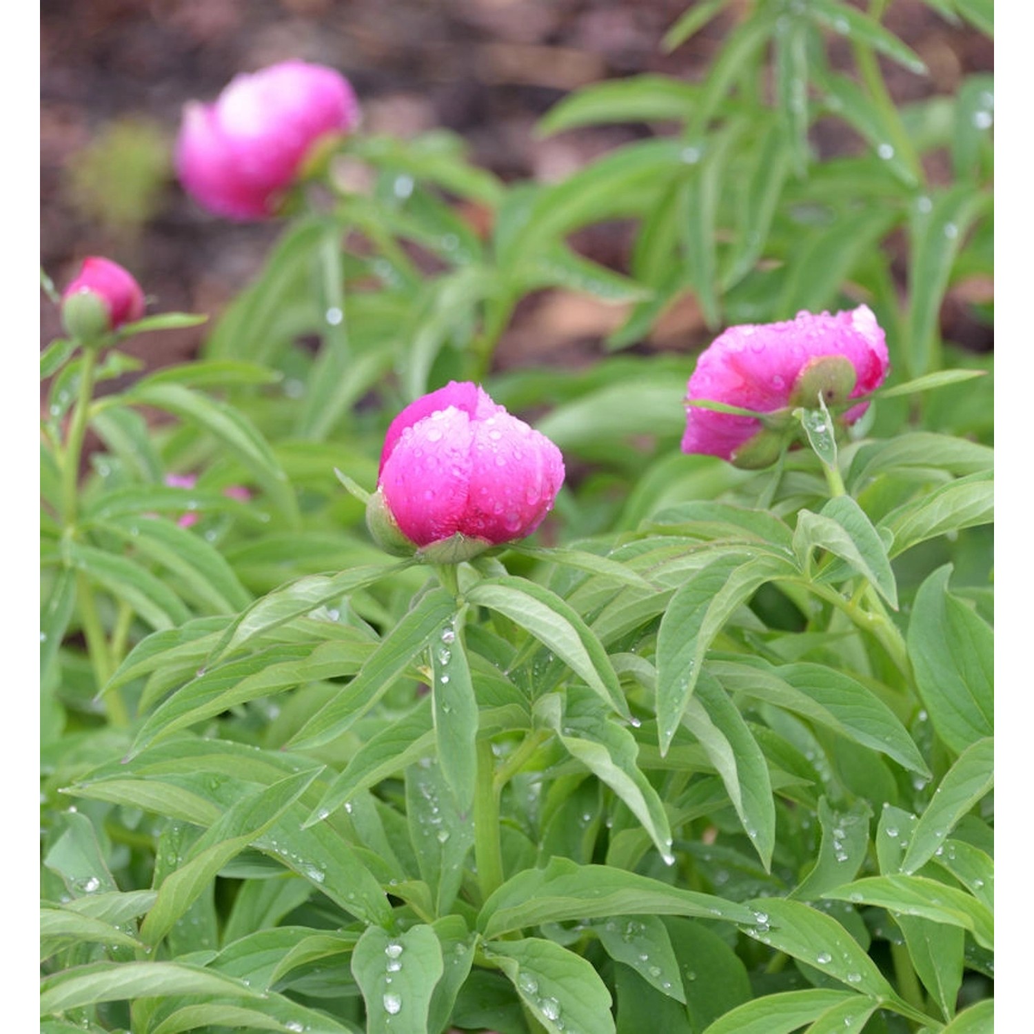 Pfingstrose Rubra Plena - Paeonia officinalis günstig online kaufen