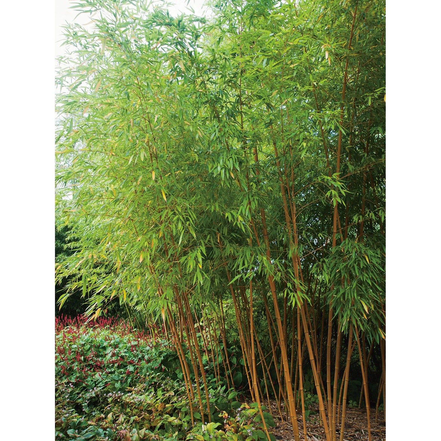 GROW by OBI Phyllostachys aurea Topf- 26 cm kaufen bei OBI