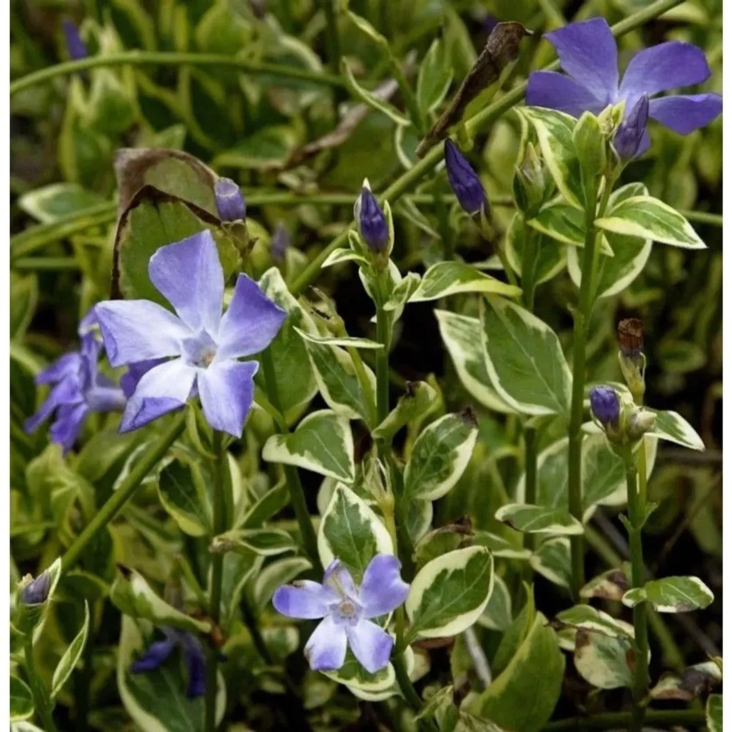 Immergrün Variegata - Vinca major