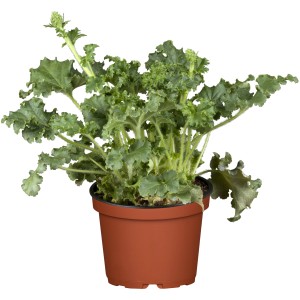 Purpurglöckchen Grün im Topf (ca. 13 cm Ø), eine dekorative Blattschmuckstaude für Beet und Kübel.